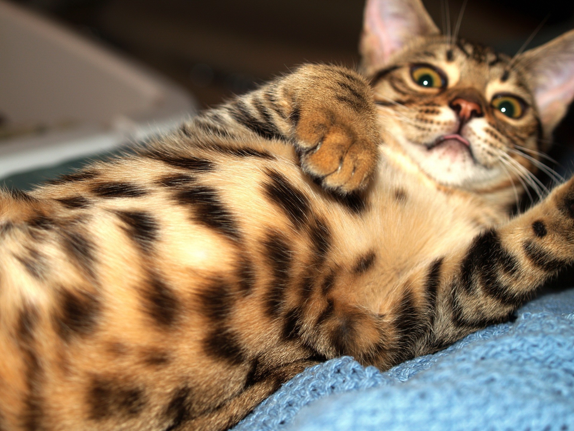 Playful Bengal Cat Wallpaper And Image Pictures