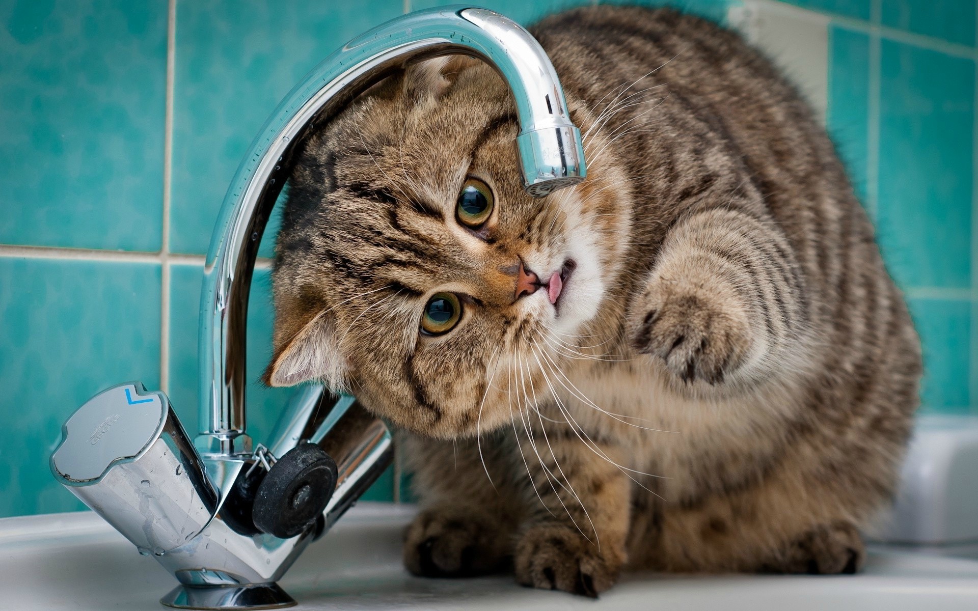 Thirsty Cat Wallpaper