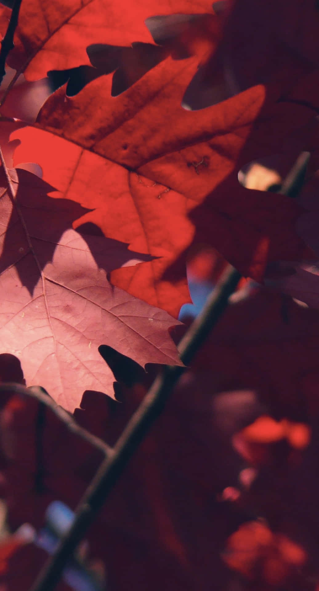 Autumn iPhone Plus With Red Leaves Wallpaper