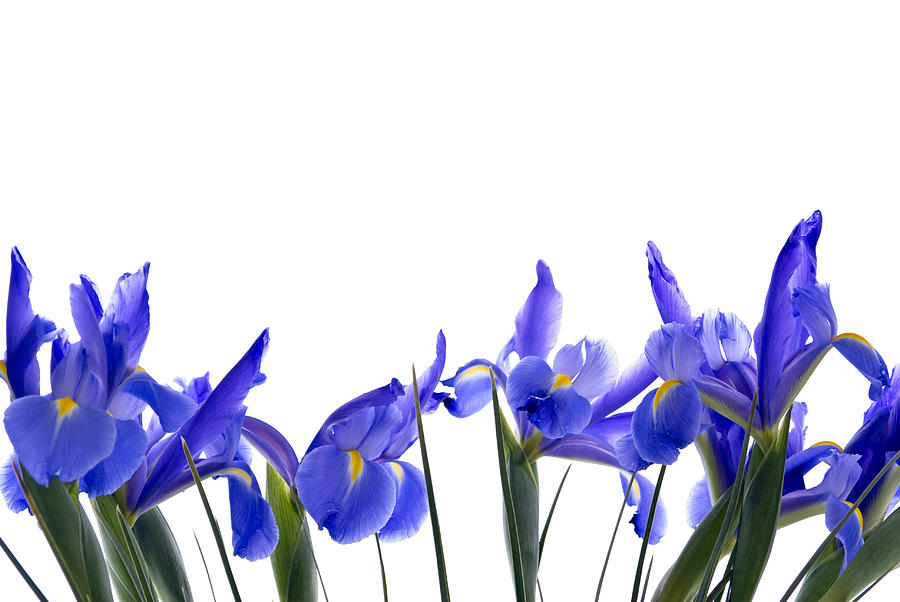 Blue Iris Flower Border