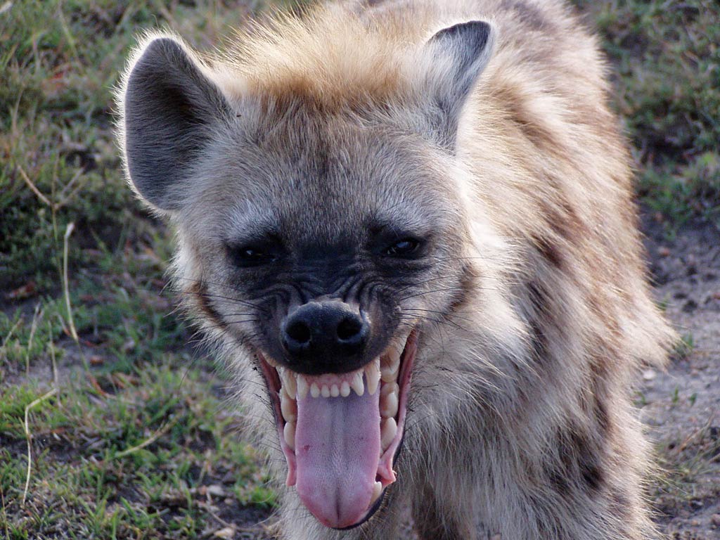 Hyena HD Desktop Wallpaper