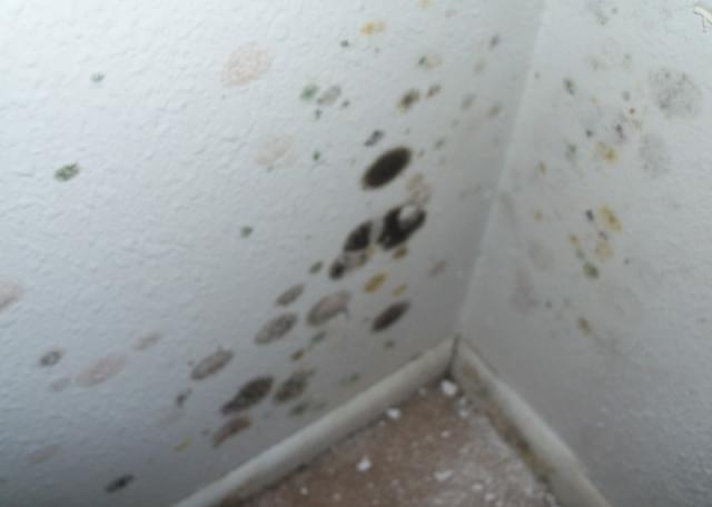 Free Download More Mold And Mildew In The Garage 640x456 For