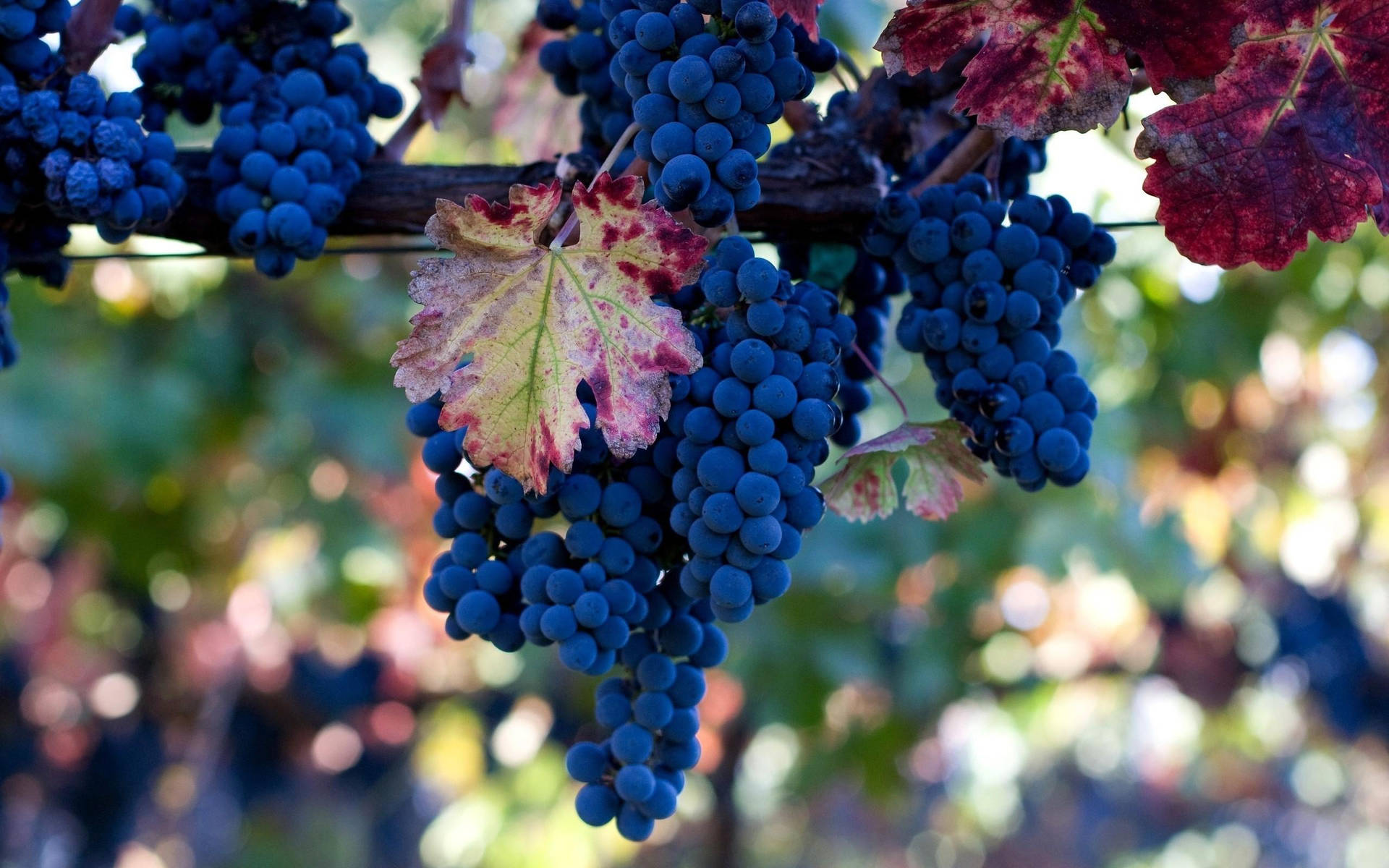 Grape Wallpaper