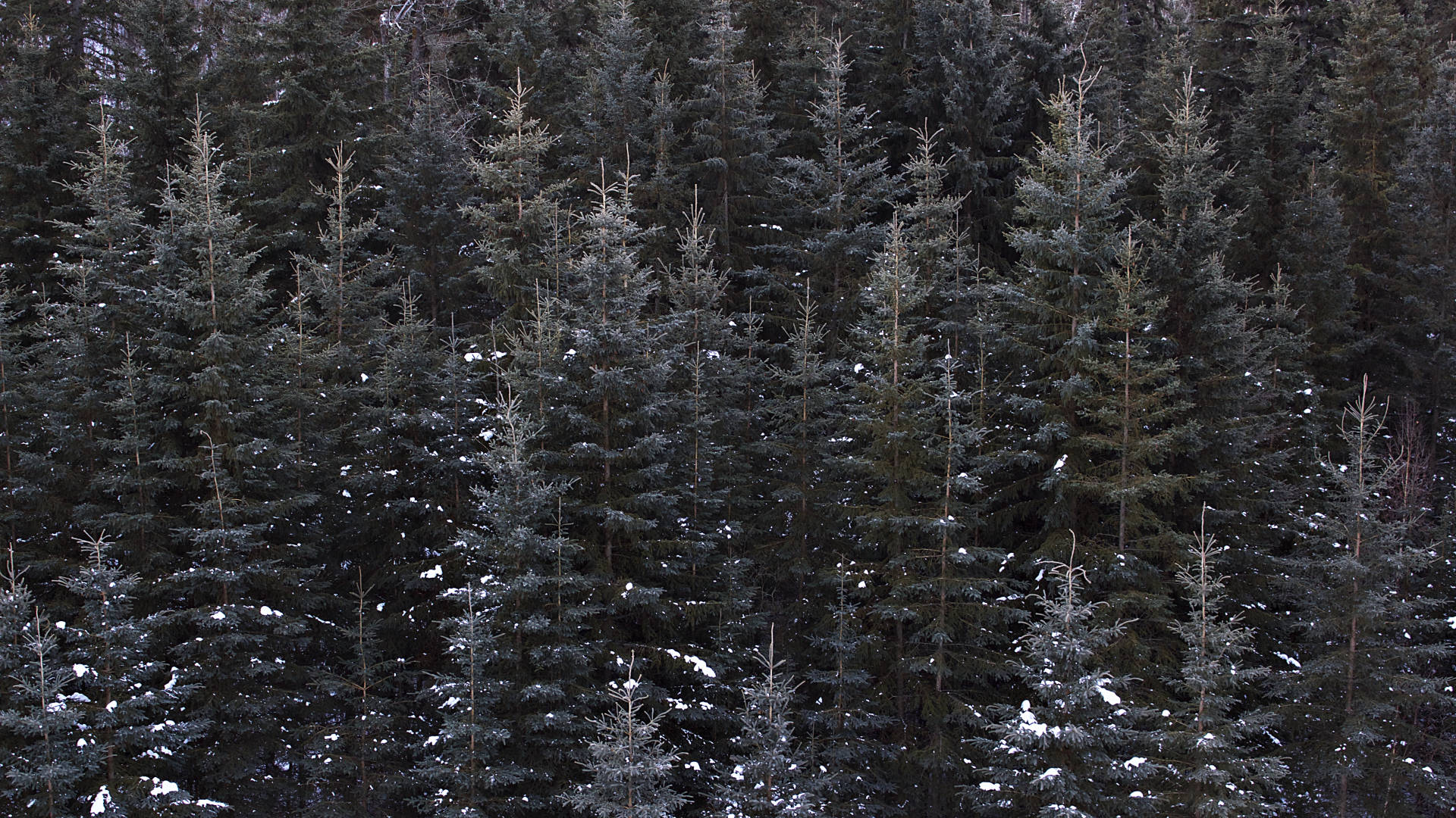 Forest Wallpaper