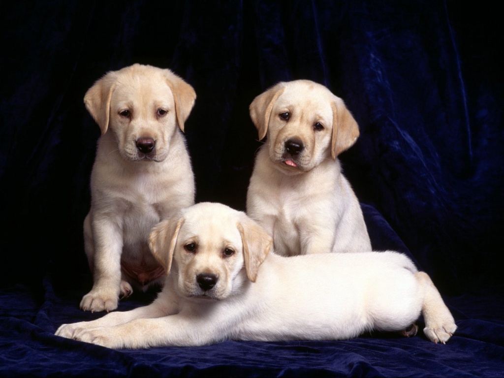 Cute Labrador Puppies Pc Wallpaper