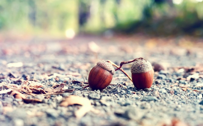Two Acorn Wallpaper Unsorted Other Collection