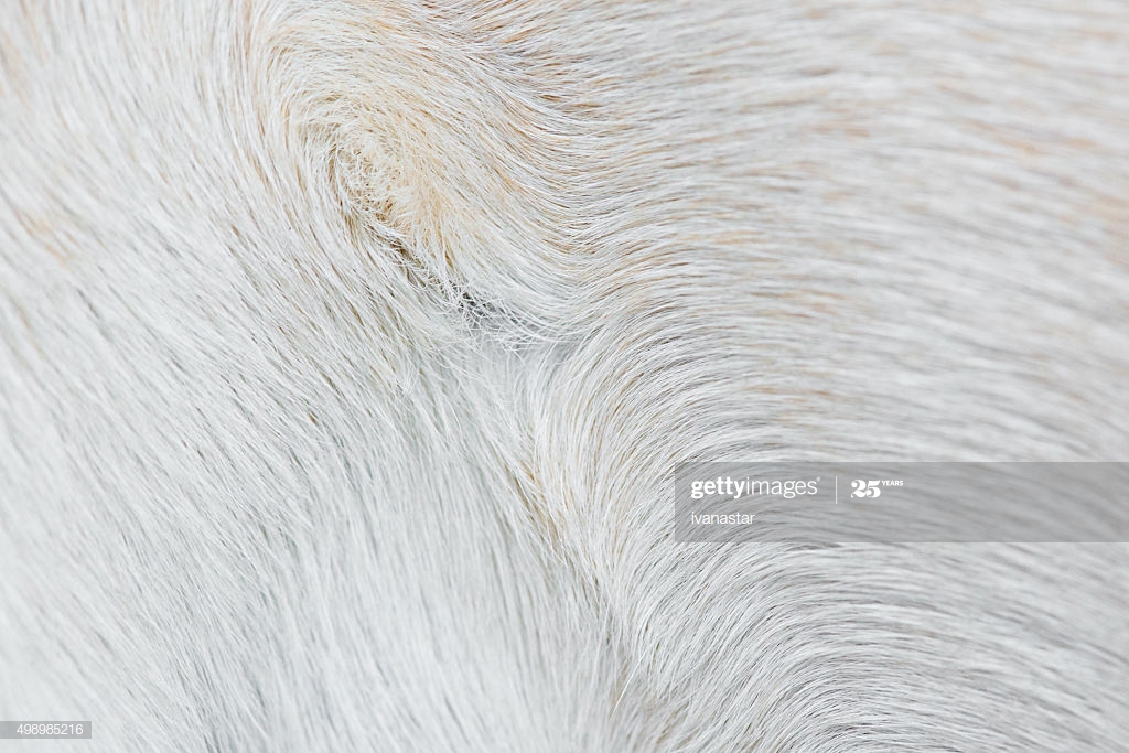 Free download Varigated Dog Hair Fur Background High Res Stock Photo