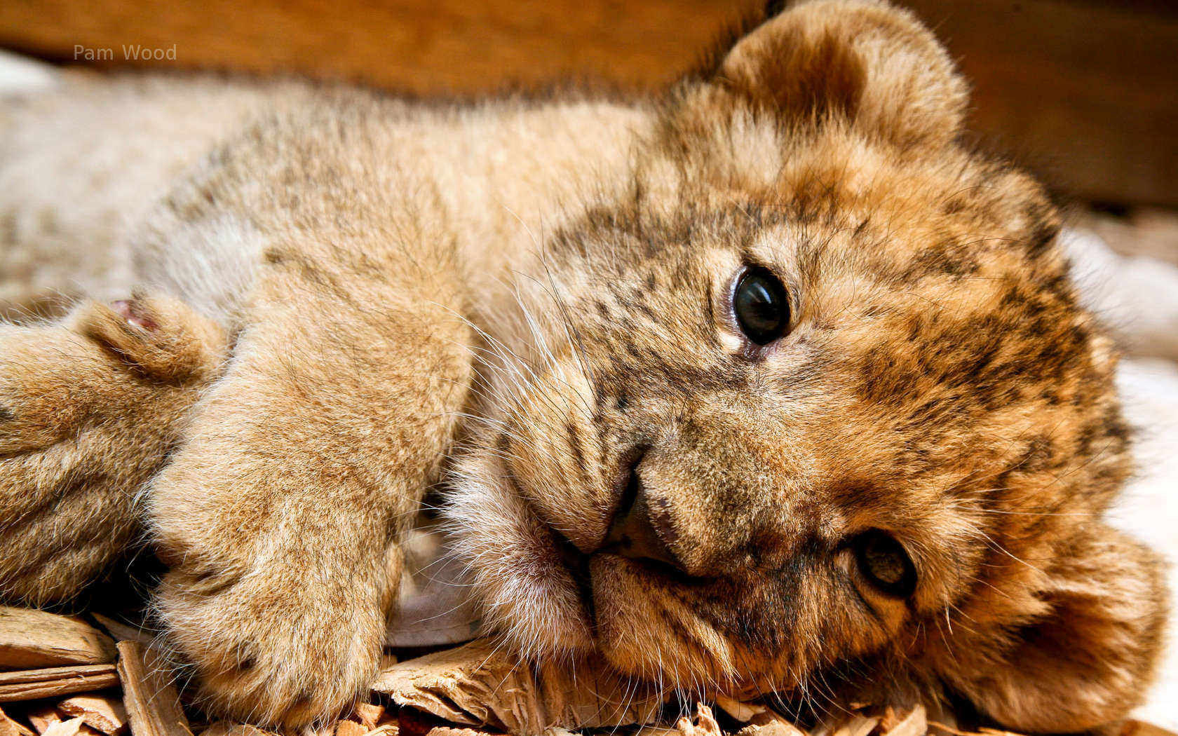 Lion Cubs Image Cute Cub Wallpaper Photos