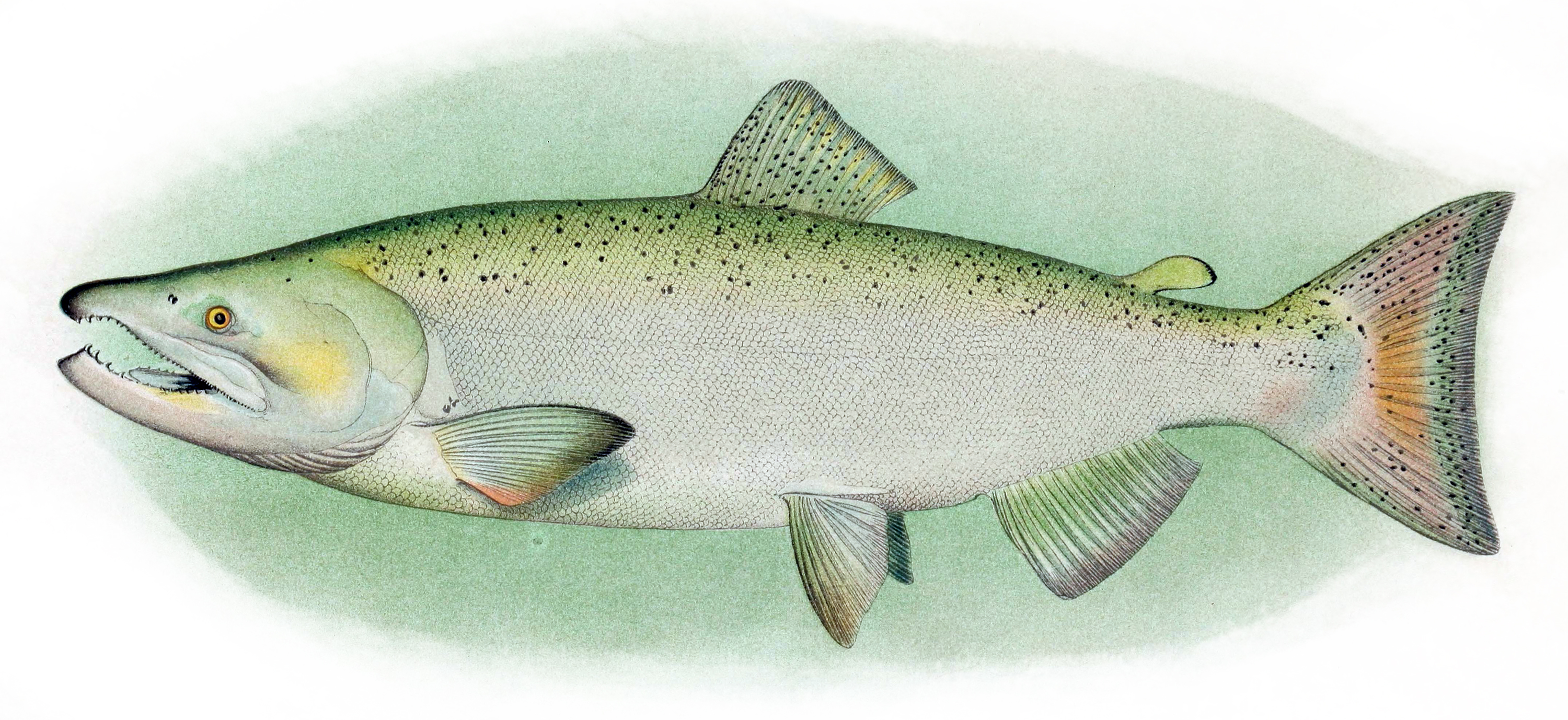 Fish Wallpaper Chinook Salmon