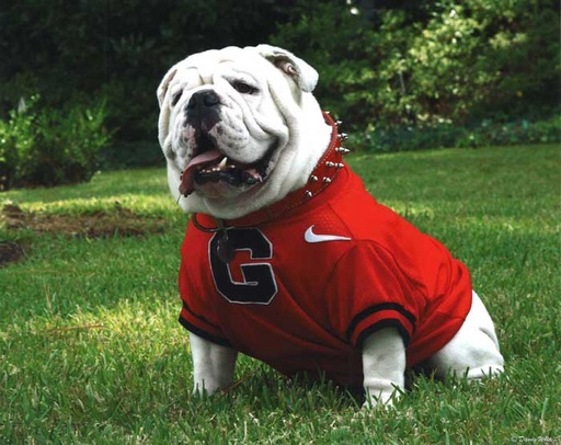 Uga the University of Georgia bulldog mascot image from