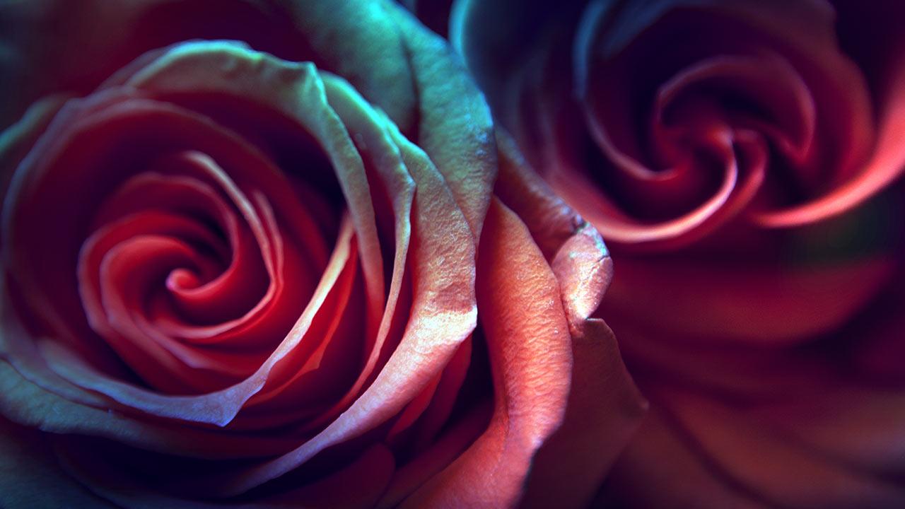 Rose Live Wallpaper Android Apps And Tests Androidpit