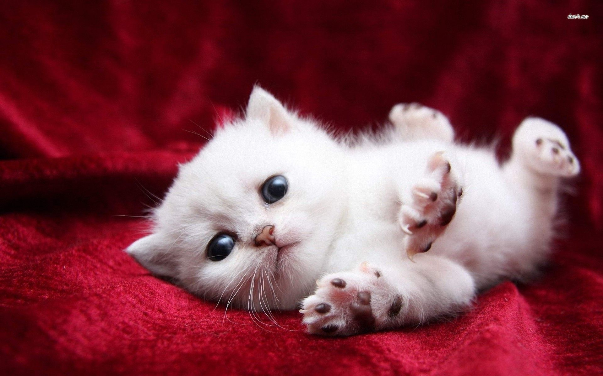 Cute Cats And Kittens Wallpaper Cutest Kitten