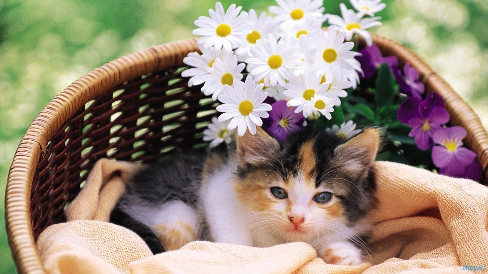 Cat And Flower In Basket Wallpaper Hq