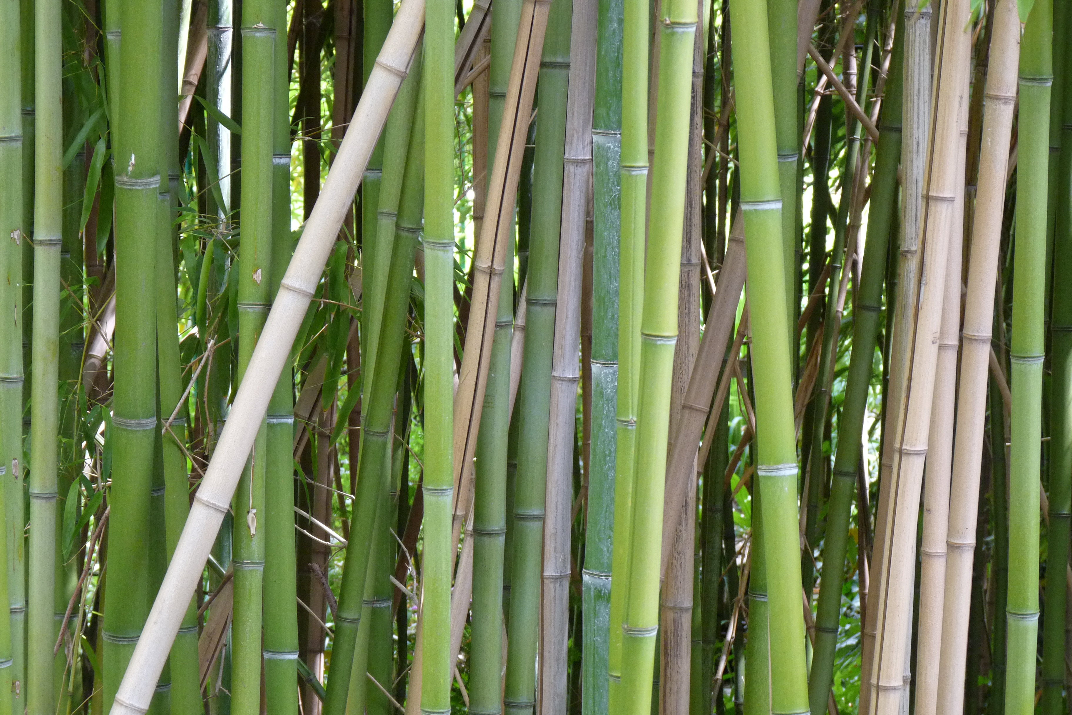 Bamboo Wallpaper HD Image Desktop