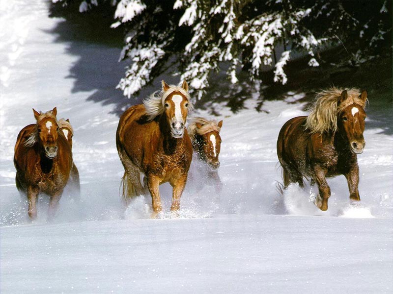 You Enjoy This Horses In Snow Wallpaper From Our