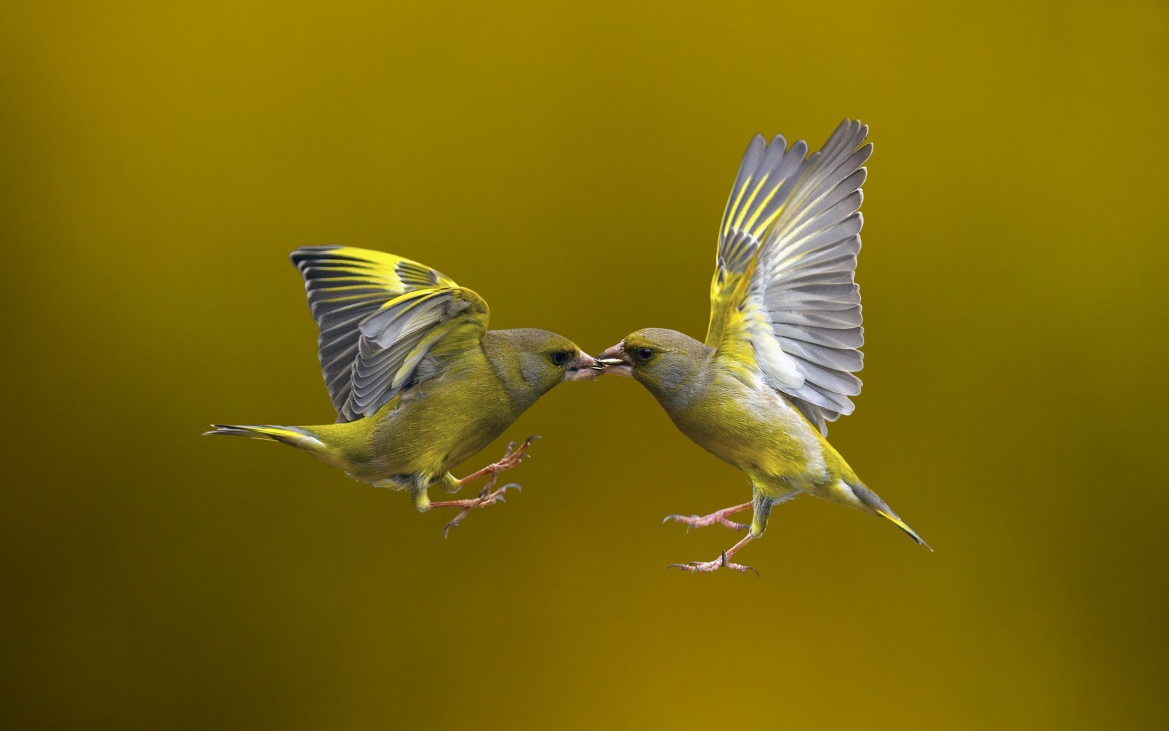 Bird Flying Nature Wallpaper