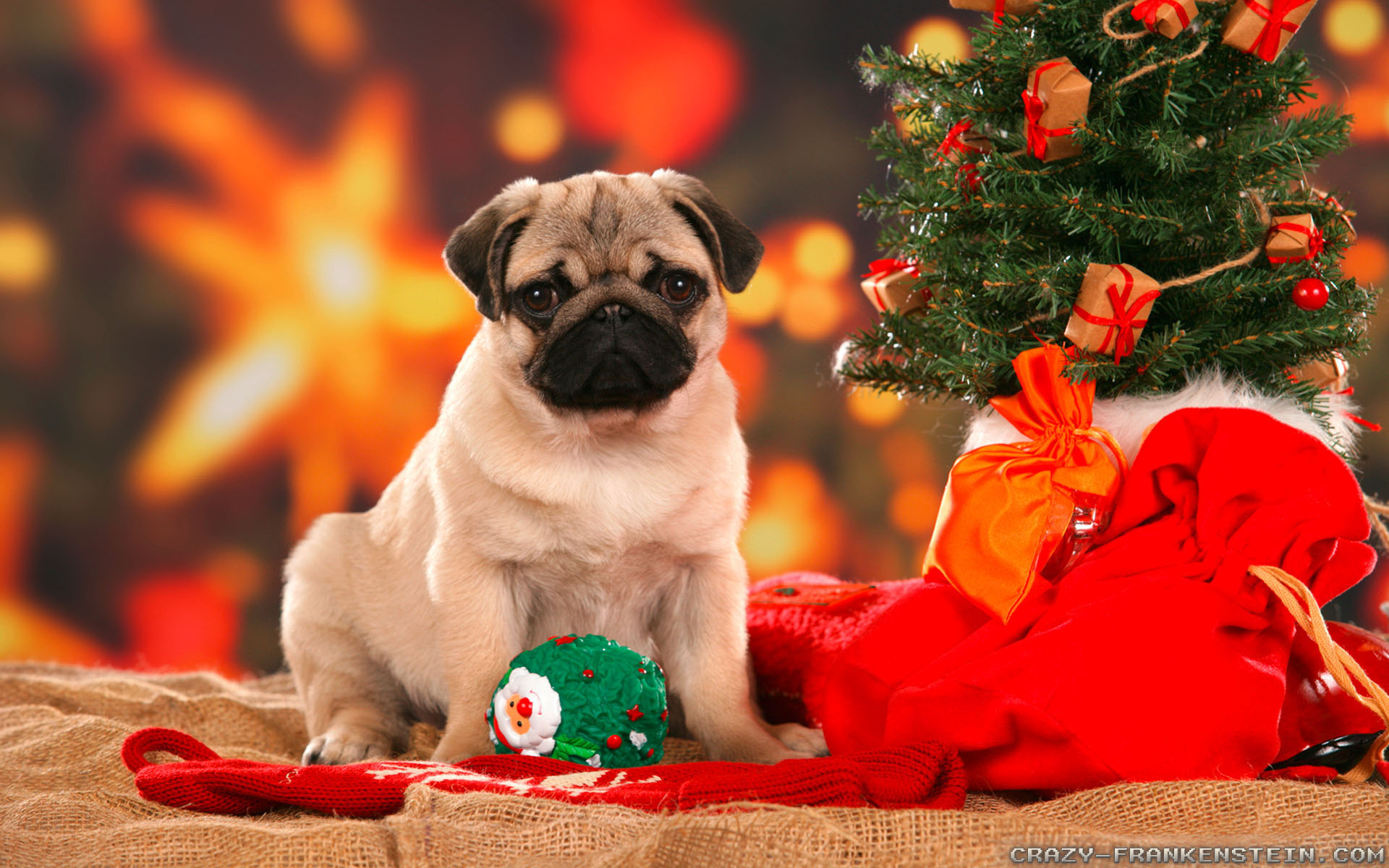 Beautiful Christmas Dog Wallpaper HD