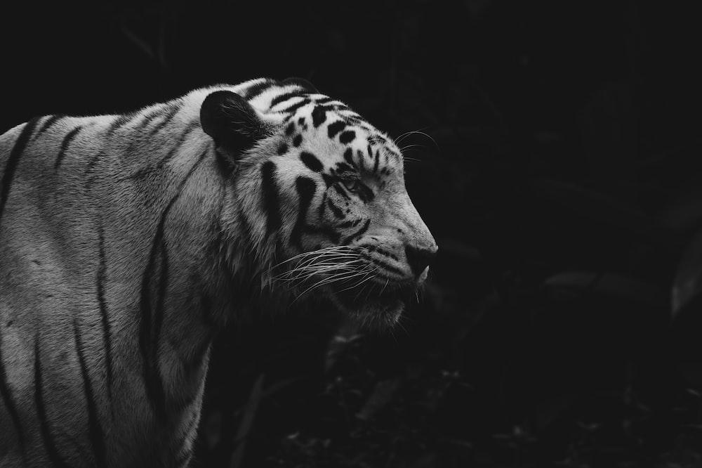 500 White Tiger Pictures [HD] Download Free Images on