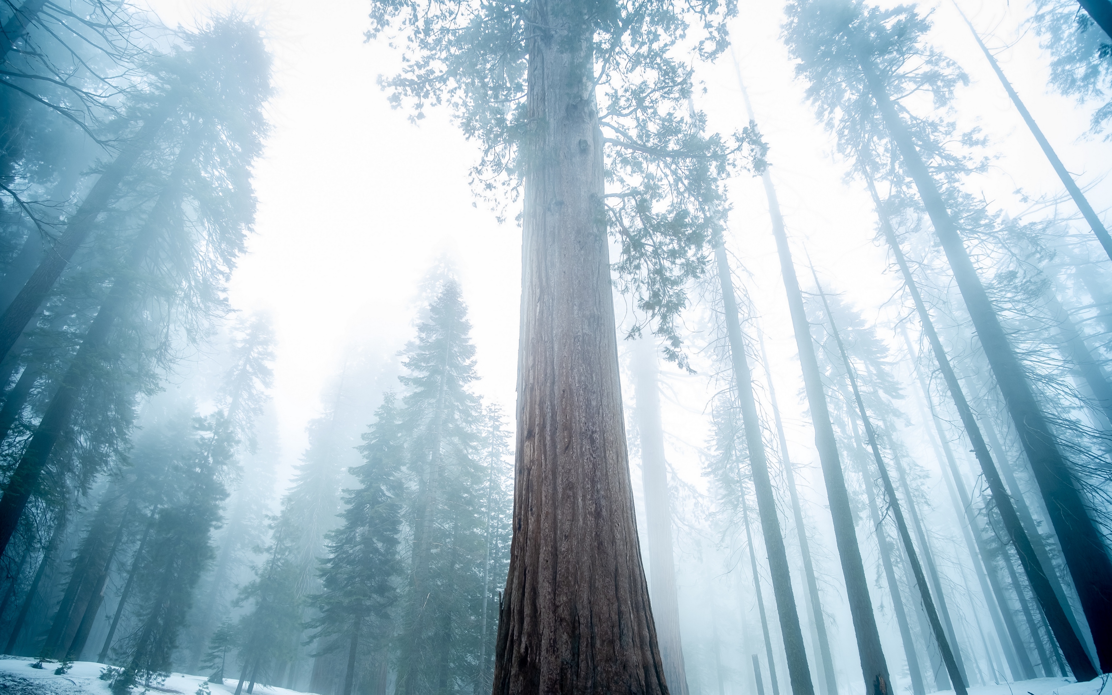 Wallpaper Sequoia Tree Forest Fog Winter 4k
