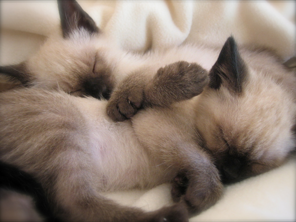 Siamese Kittens Photo And Wallpaper Beautiful Sleeping