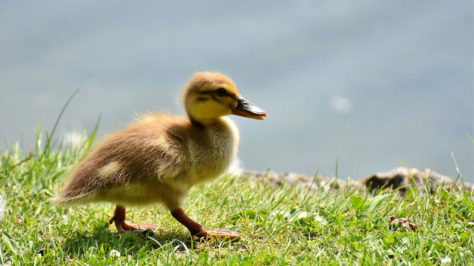 Baby Duck Background Wallpaper