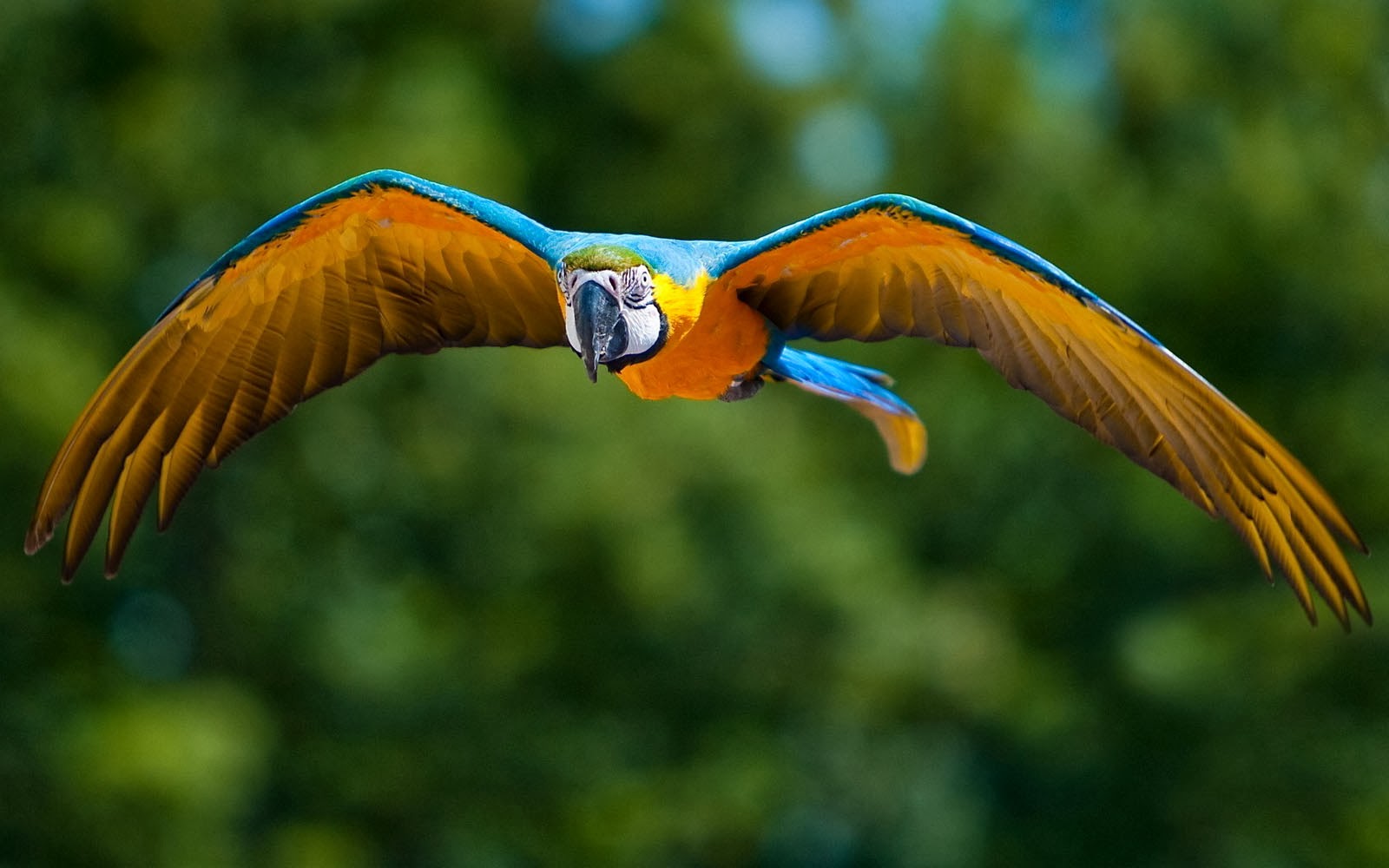 Tag Macaw Bird Wallpapers Backgrounds Photos Images and Pictures