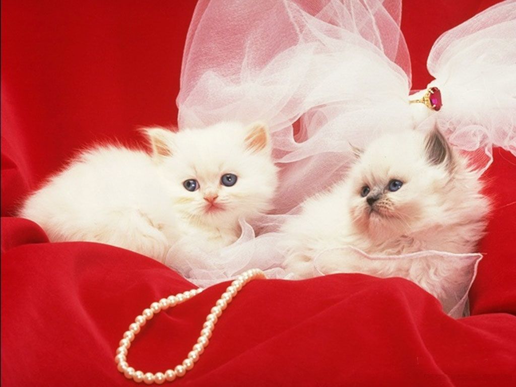 Most Beautiful Cats Wallpaper HD Photos Image Cat