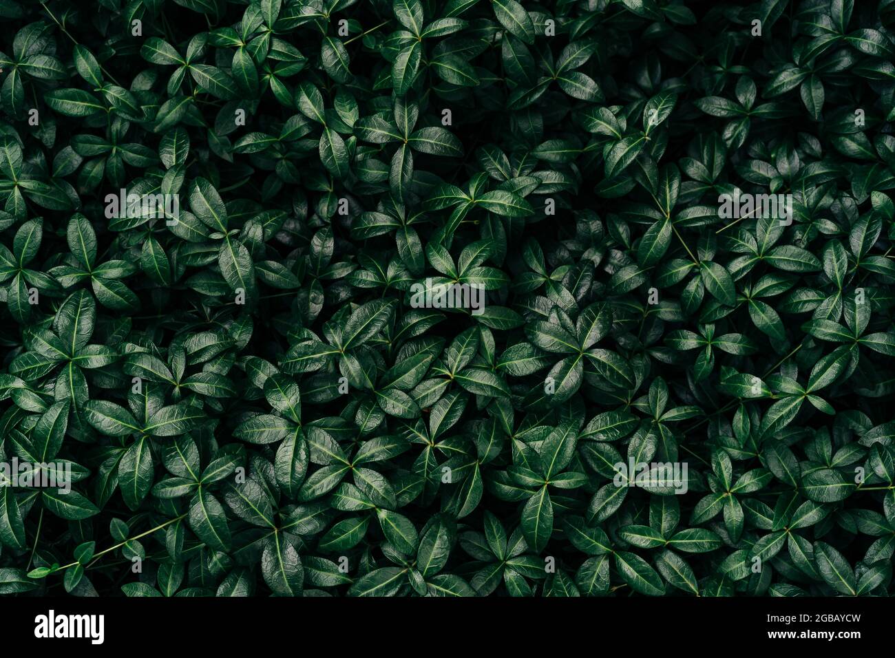 Dark green leaves pattern background Natural background and