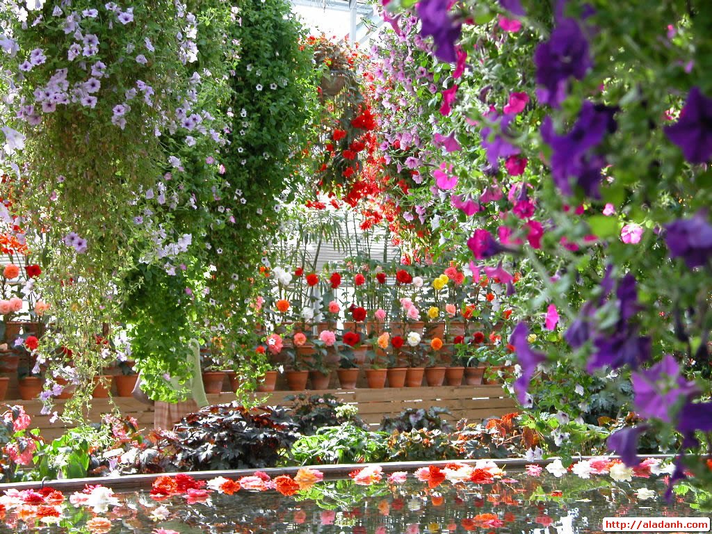 Beautiful Garden Flowers Wallpaper Image Amp Pictures Becuo