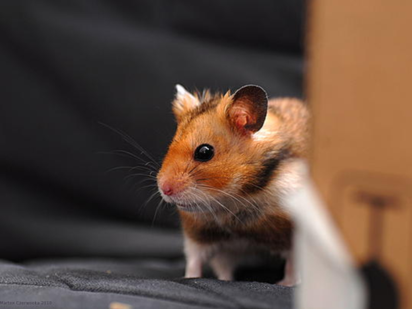 Cute Hamster WallpapersOther Pets Wallpapers Pictures Free Download