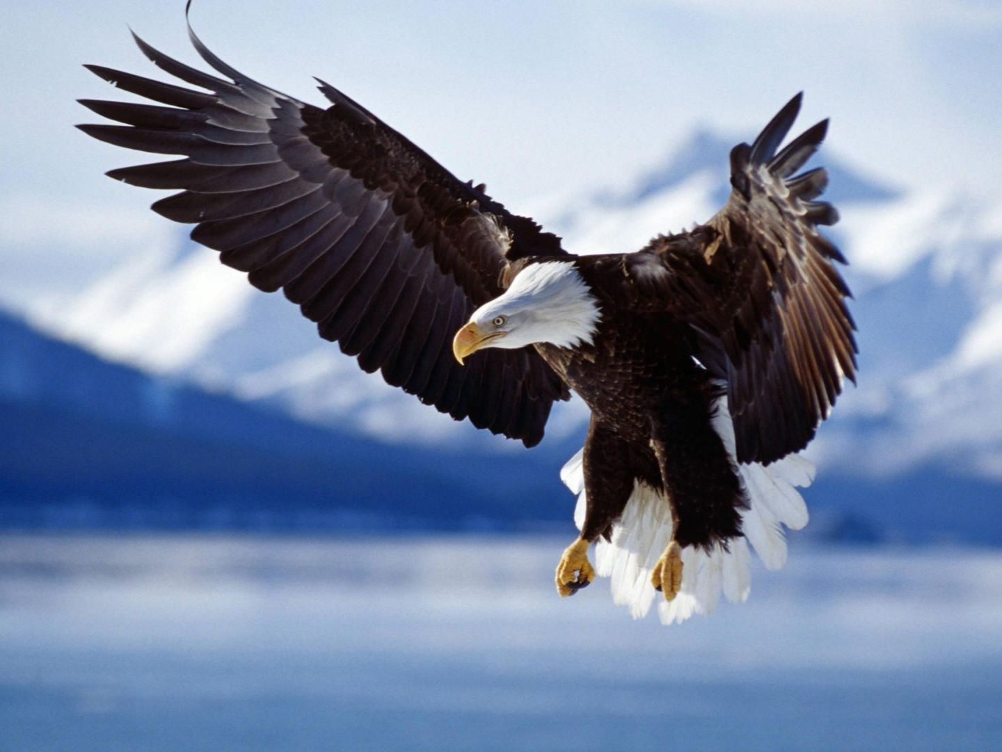 Flying Eagle Desktop Wallpaper High Quality
