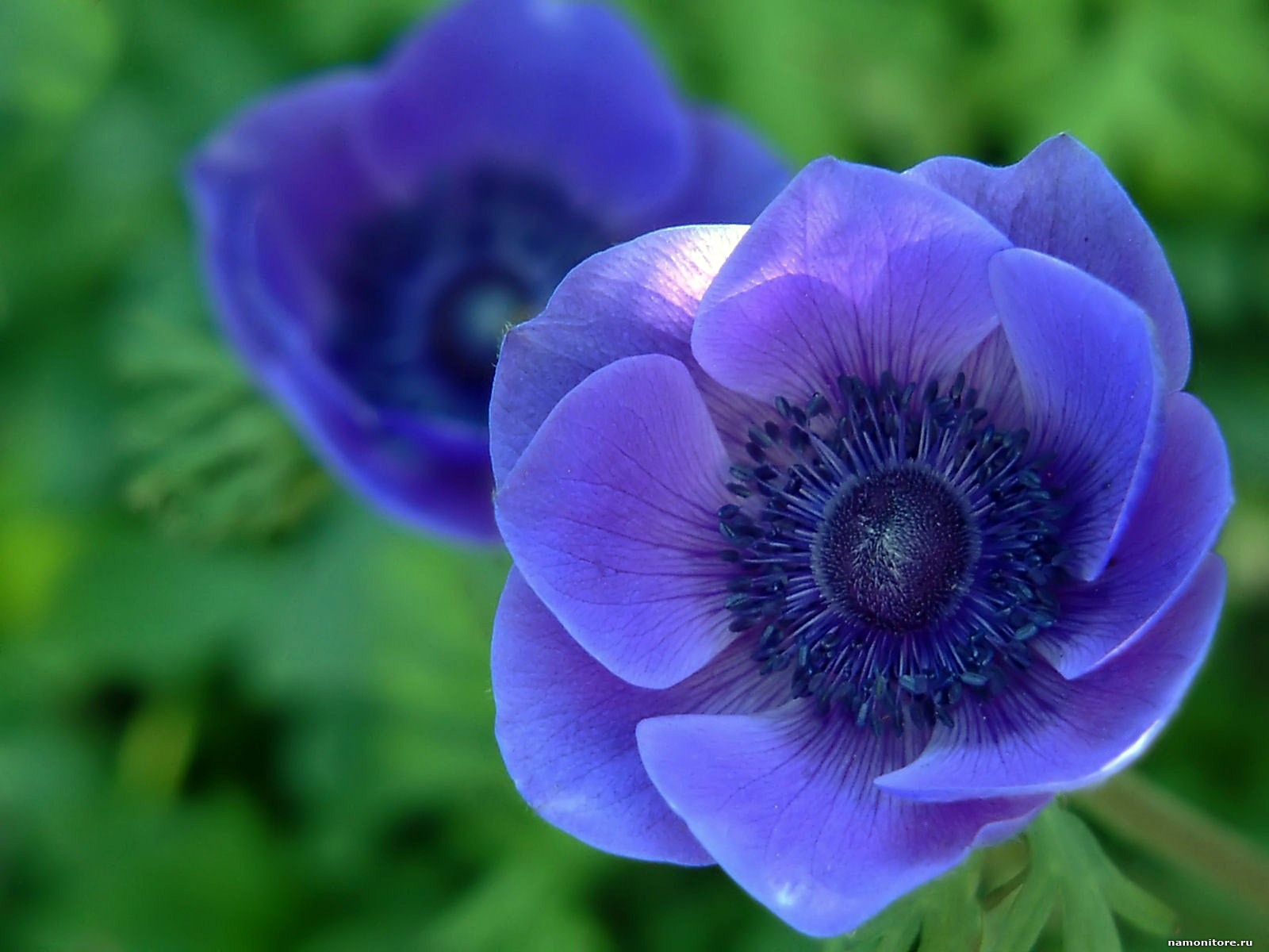 Blue Flowers Dark Violet Wallpaper