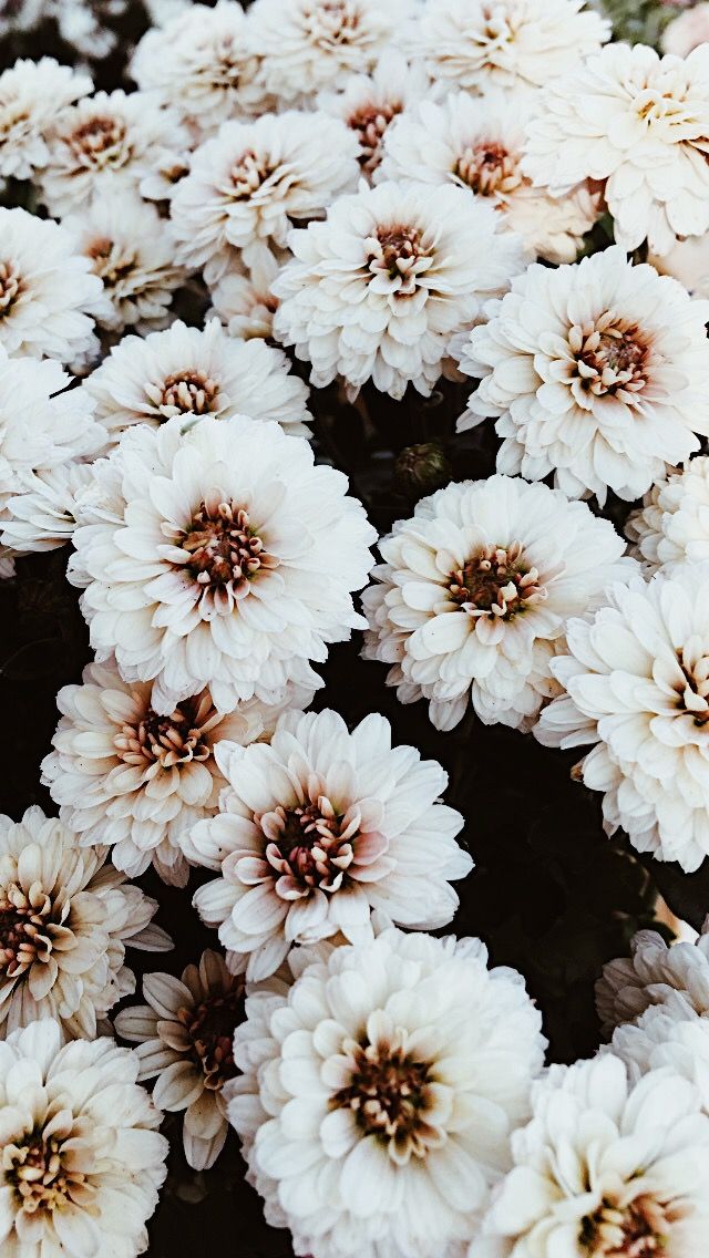 28d6705ce8797b11d086a0caa68b69e6 Wallpaper