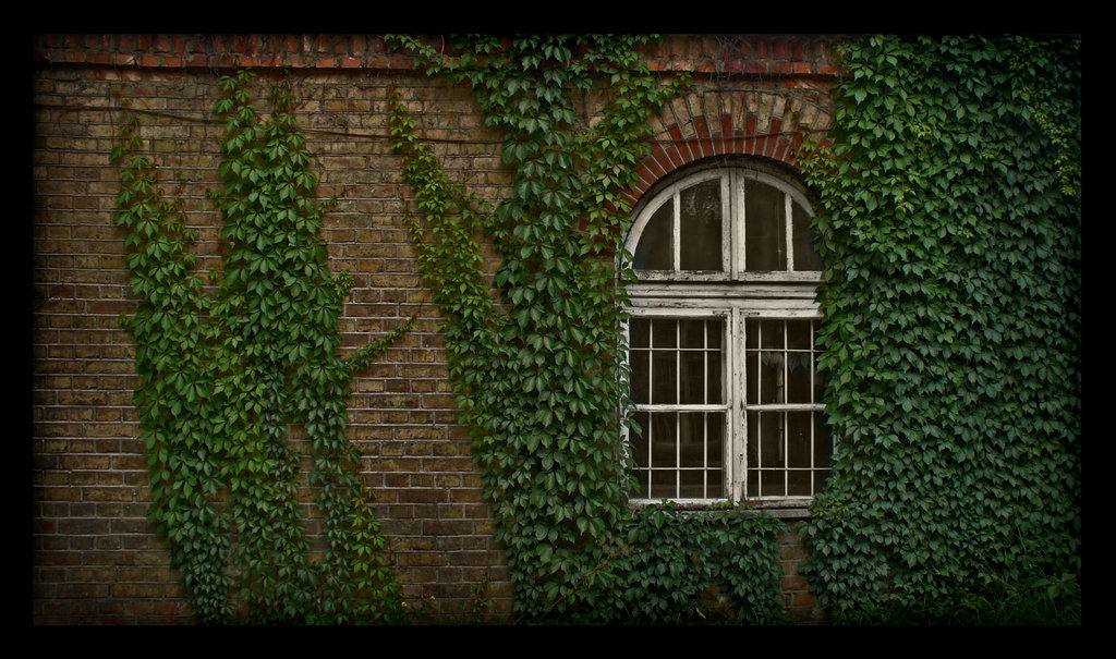 Ivy Wall By O R C H I D E A