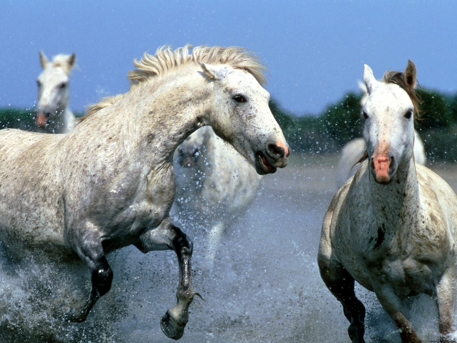 HD Animals Wallpaper Wild Horses Running