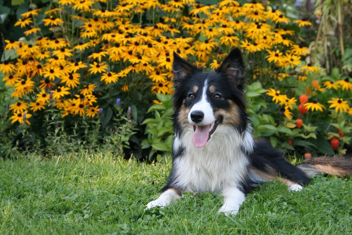 🔥 Free download Border Collie Puppies wallpaper [1280x960] for your ...