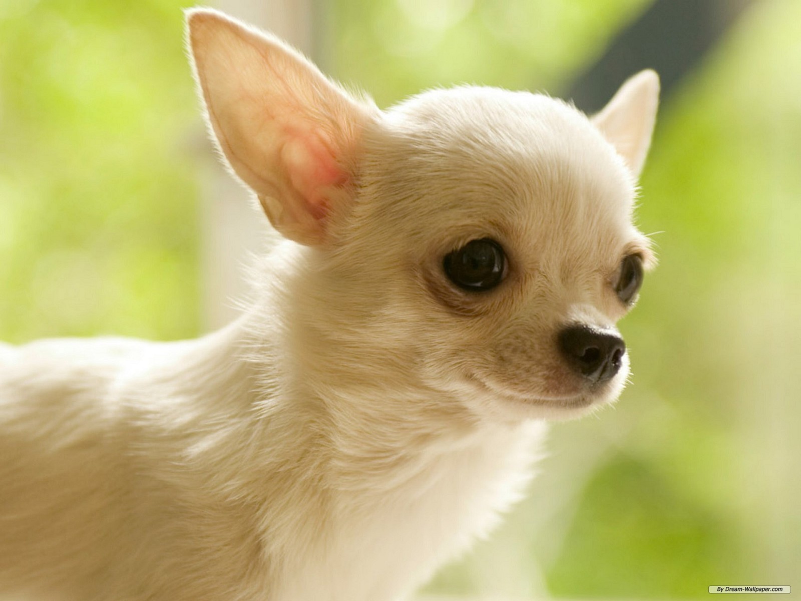 Gorgeous Chihuahua Chihuahuas Wallpaper
