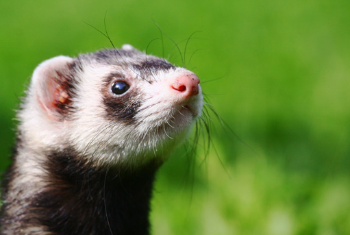 Cute Ferrets Photos Funny And Animals