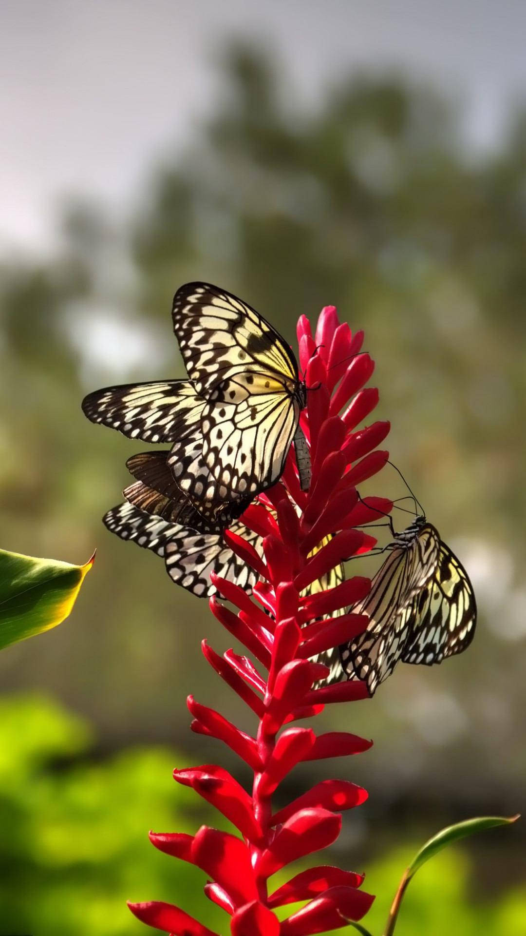Butterfly Aesthetic Background Wallpaper