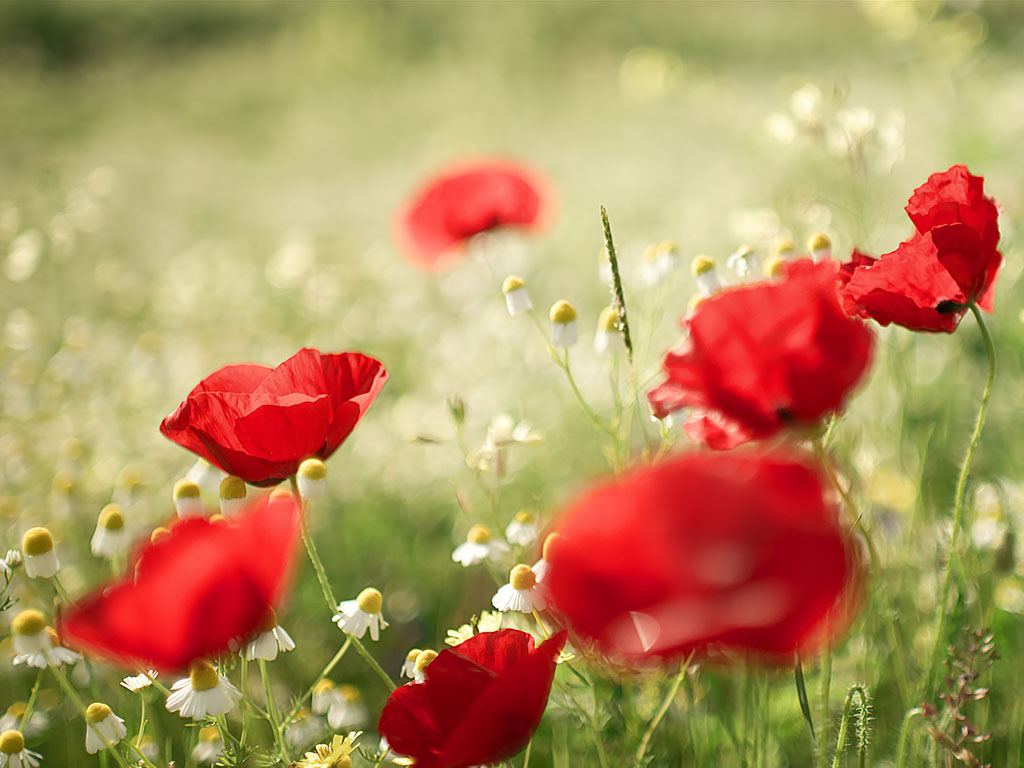 Poppy Flower Desktop Wallpaper