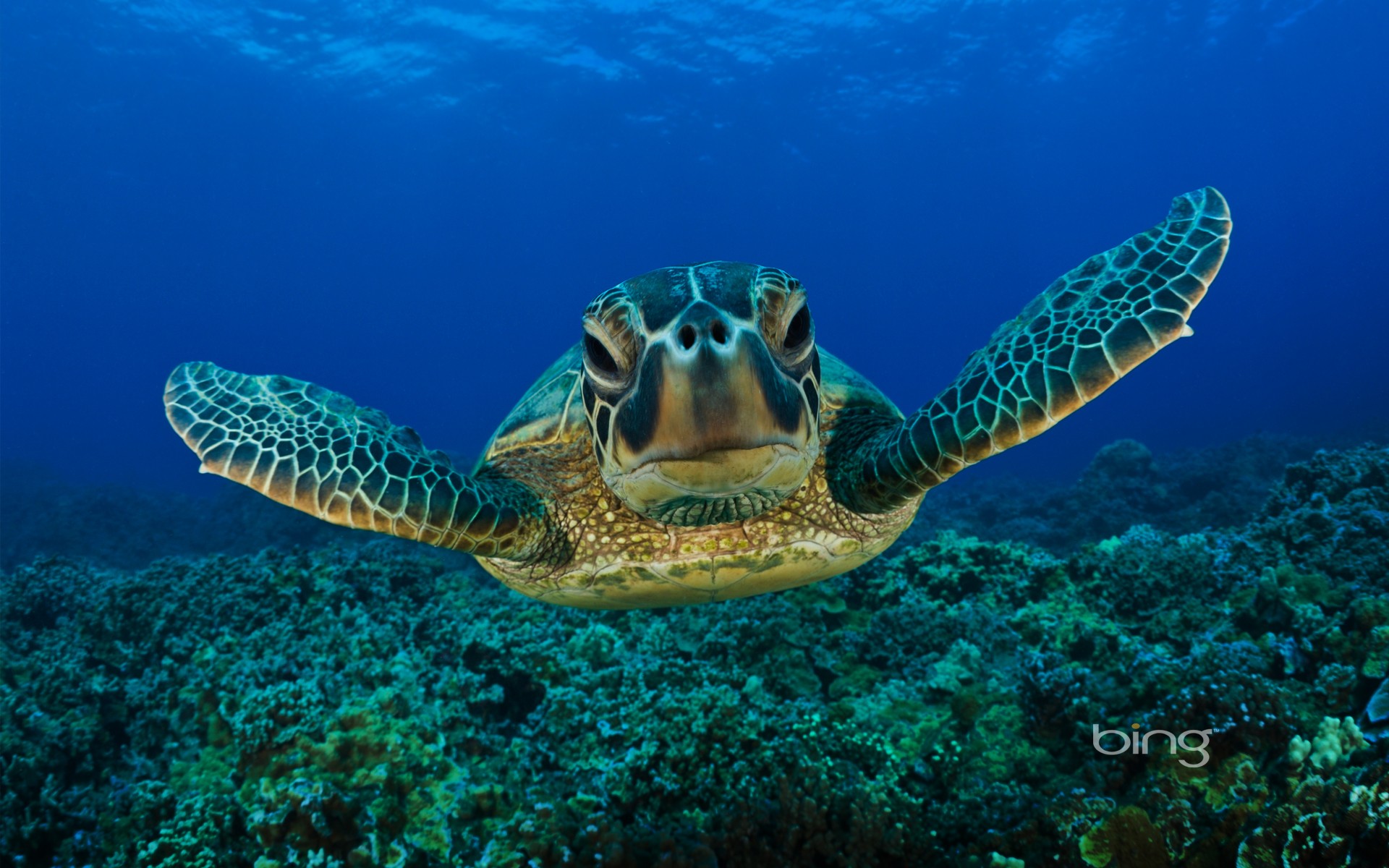 Green Sea Turtle Animals Wallpaper