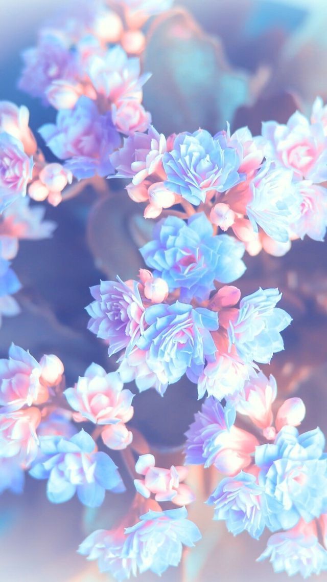 simple and aesthetic floral iphone and android wallpapers  Minimalist  wallpaper Floral iphone Aesthetic iphone wallpaper
