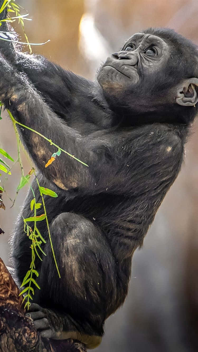 iPhone Xs Max Gorilla Background Young Ape Wallpaper