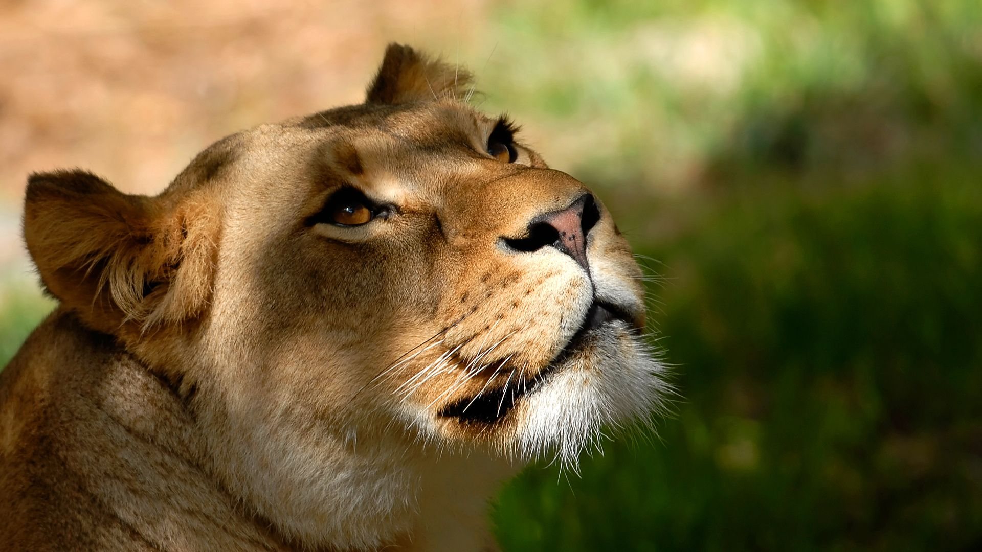 Lion Full HD Wallpaper Face 1080p