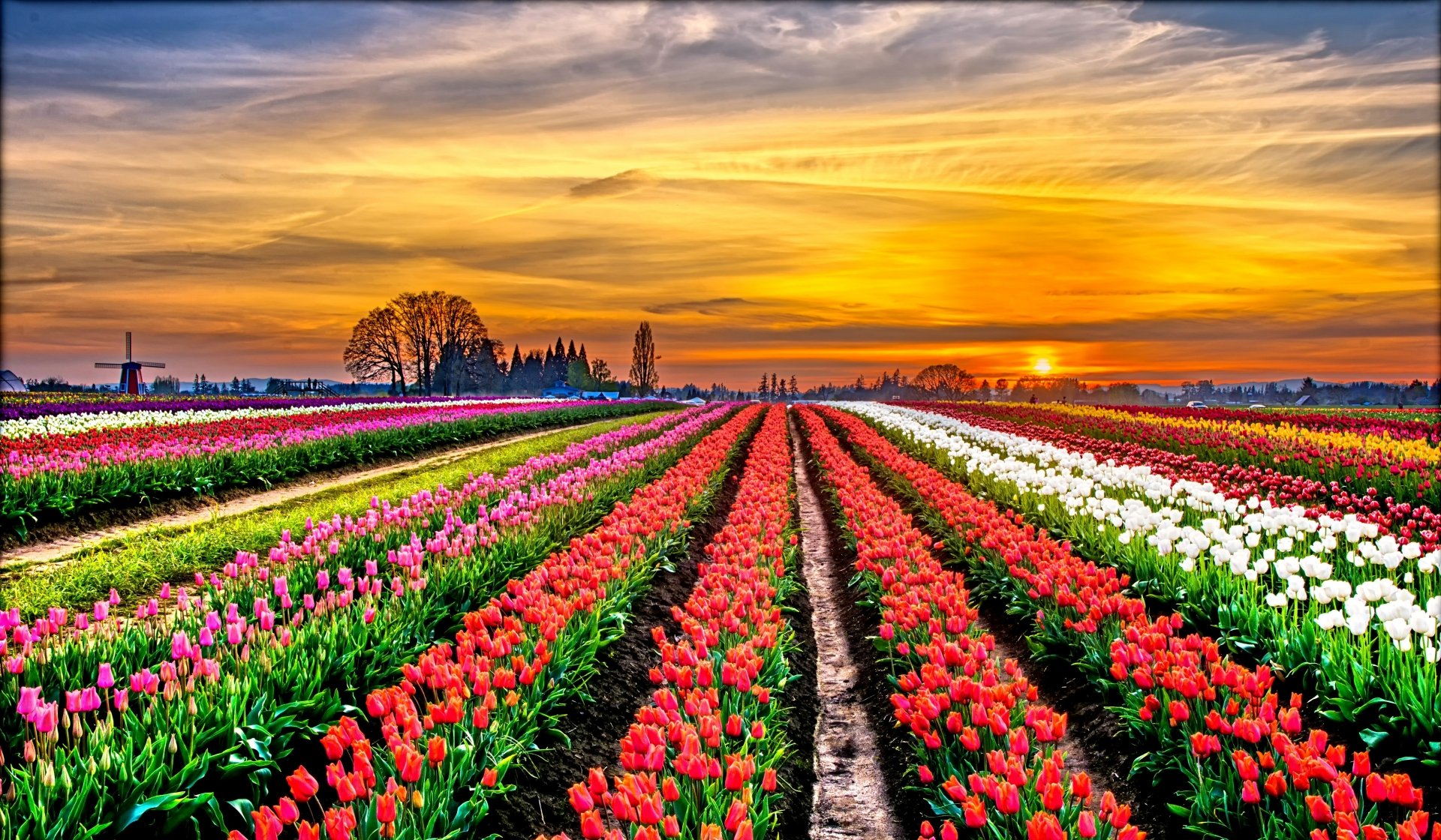 White Flower Red Purple Field Colorful Colors Sunset Nature Tulip 4k Wallpaper