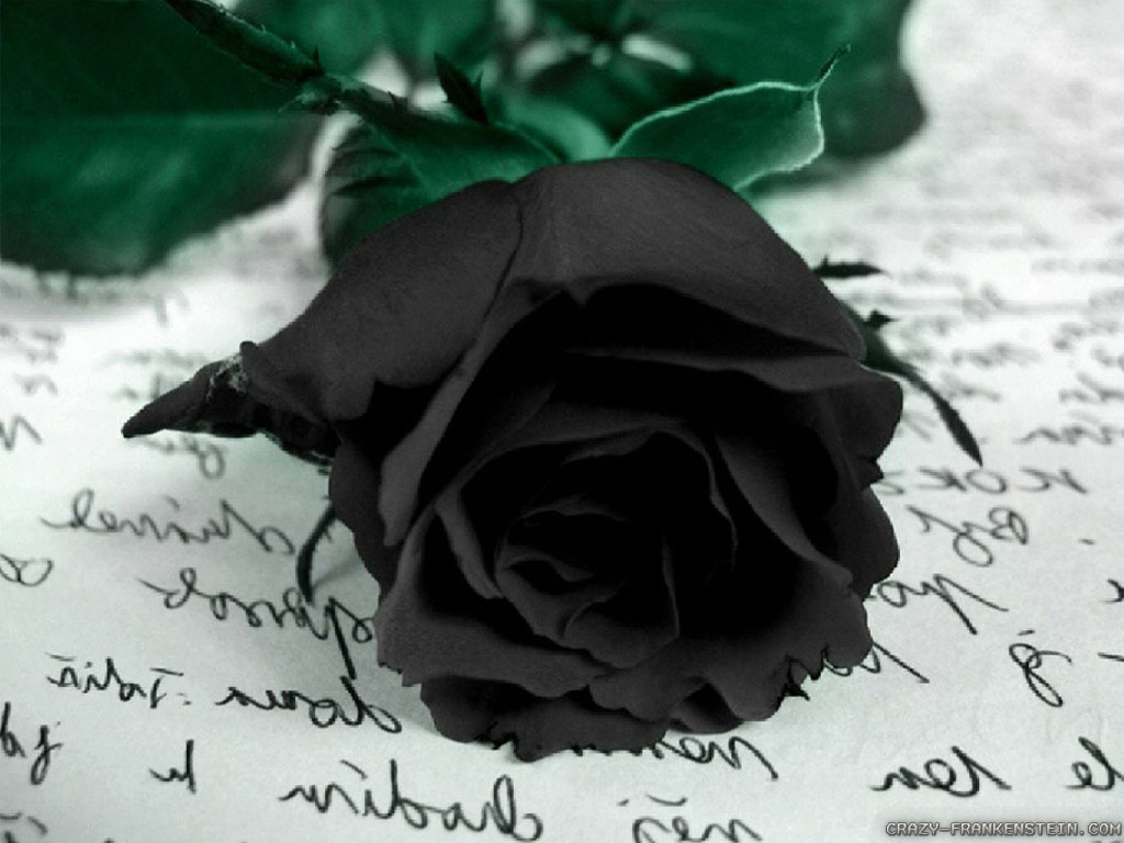 Pics Photos Related Pictures Black Rose Wallpaper