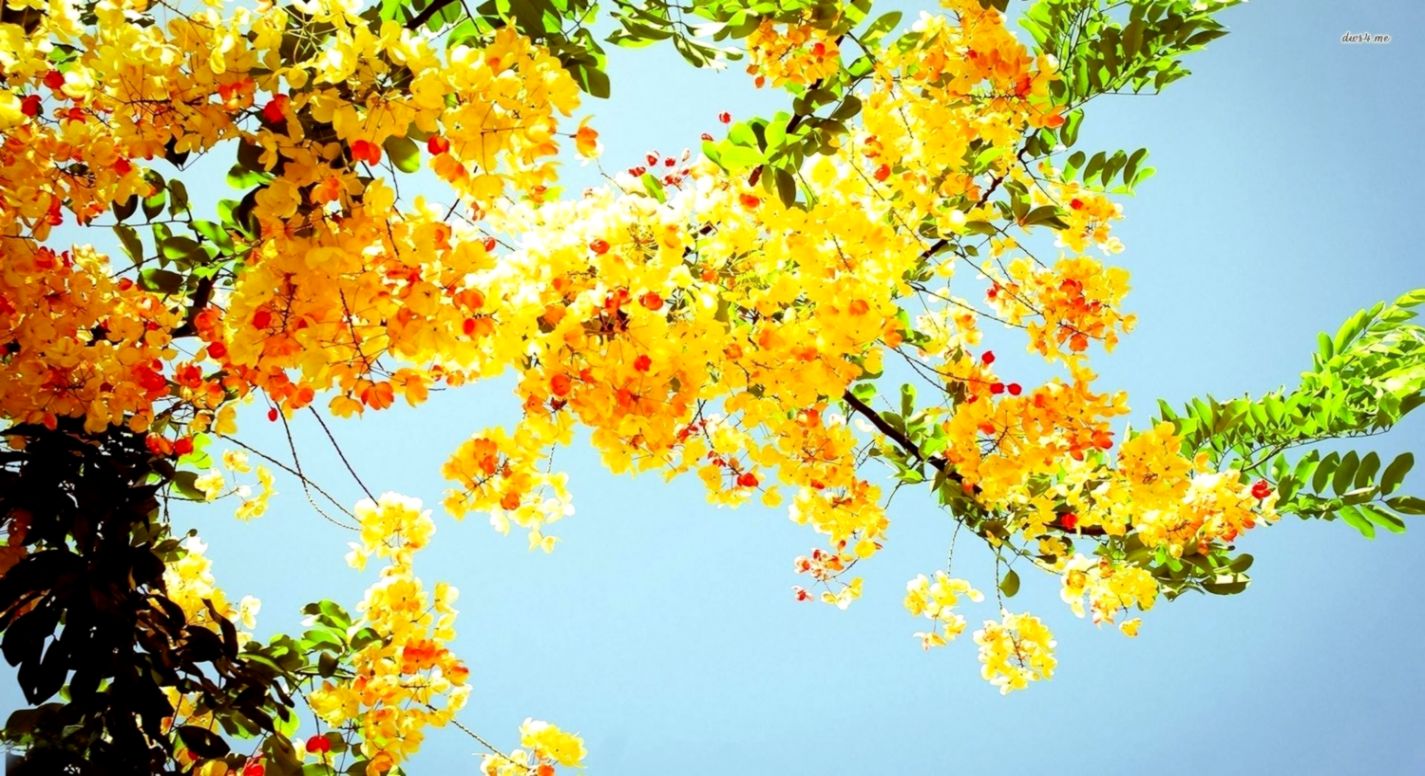 Yellow Flower HD Desktop Background Its Wallpaper