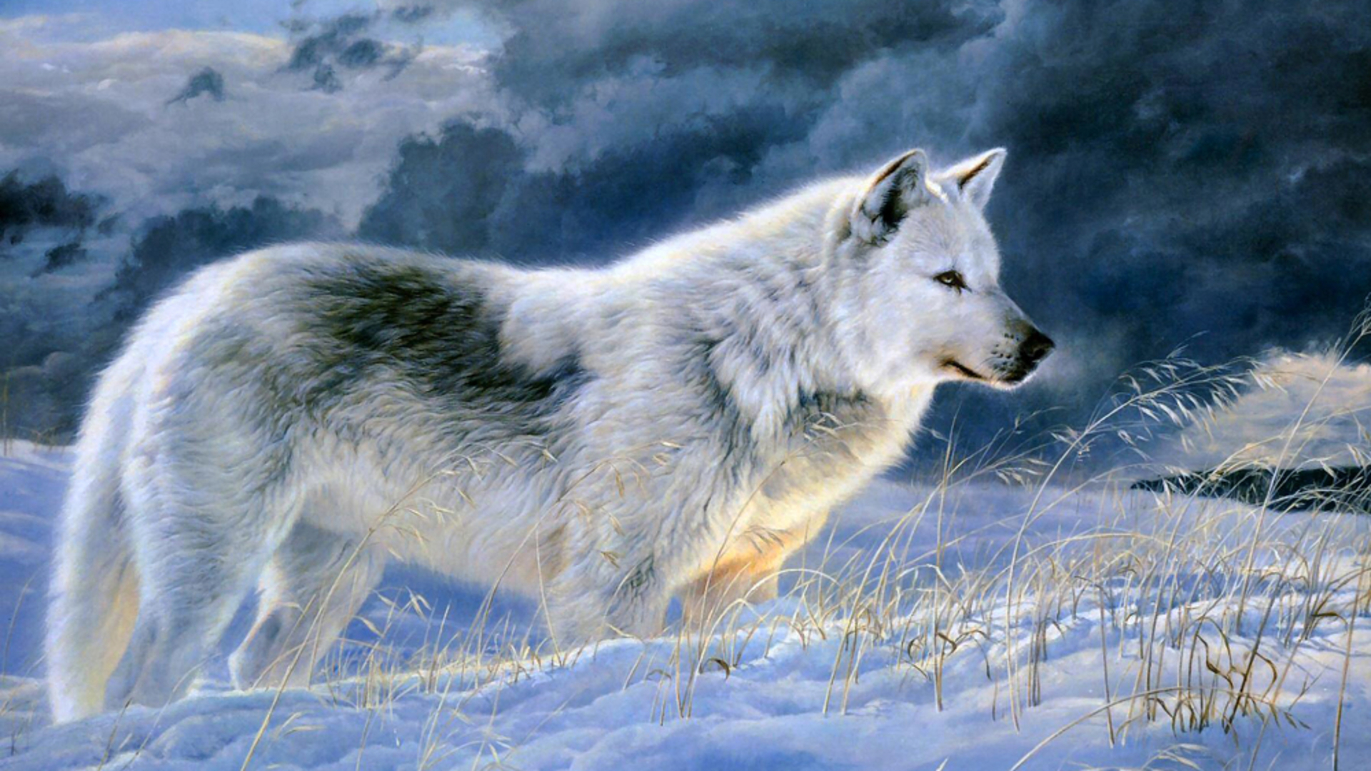 Pics Photos Baby Wolf Background HD Wallpaper