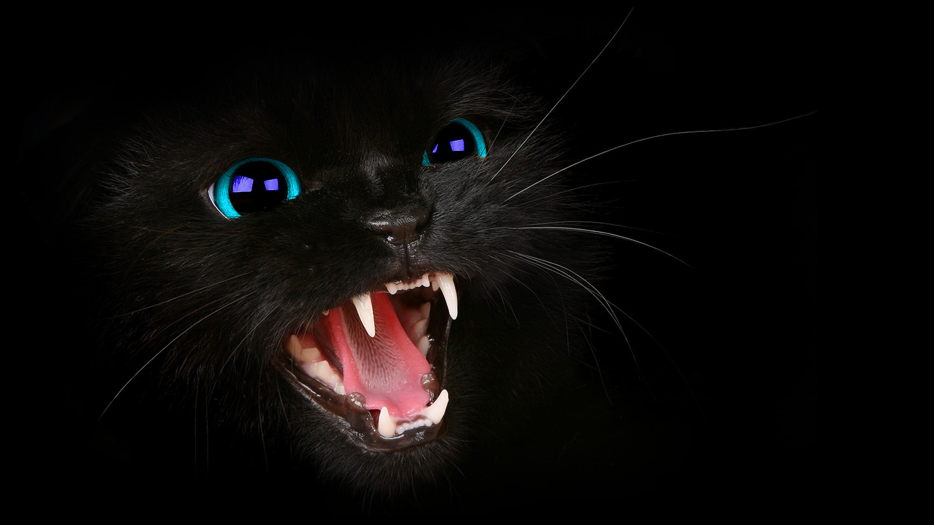 HD Black Cat BLue Eyes WallPaper by HarriePatemanDesigns on