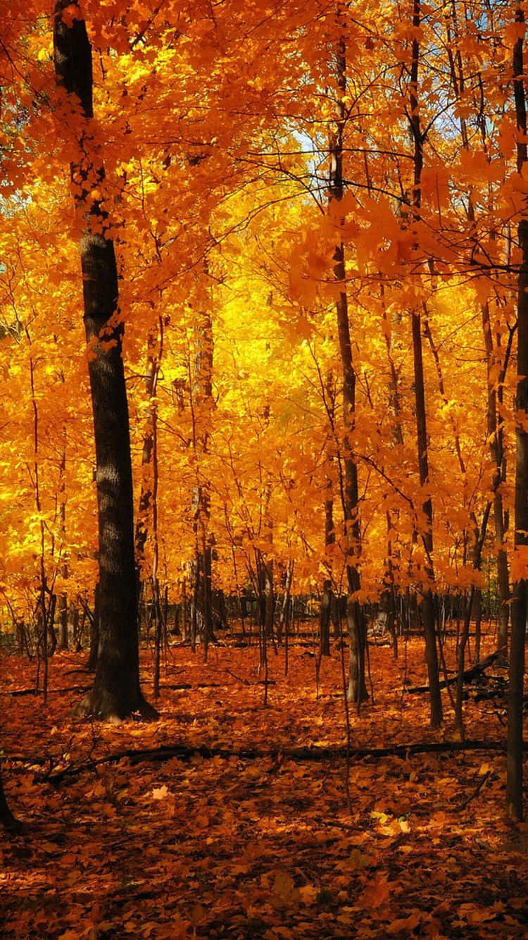Autumn iPhone Plus With A Golden Forest Wallpaper